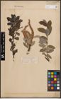 Foto von Salix denticulata Andersson